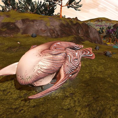 seed image