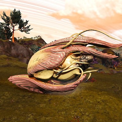 seed image