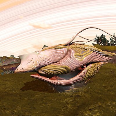 seed image