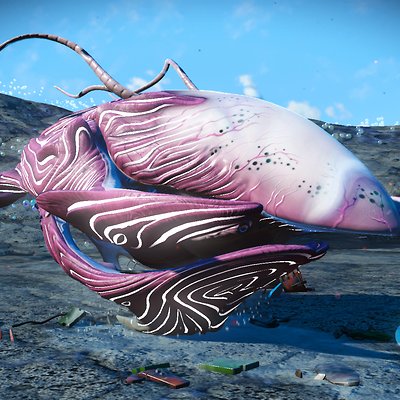 seed image