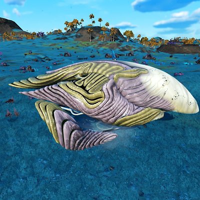 seed image