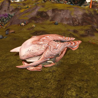 seed image
