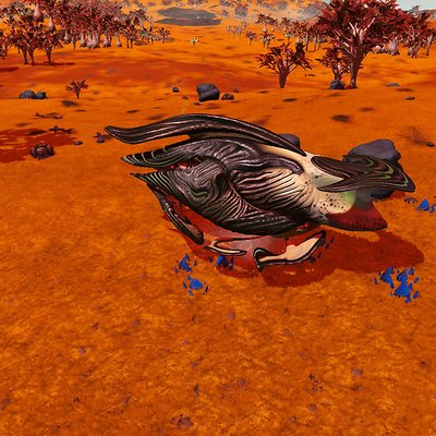 seed image
