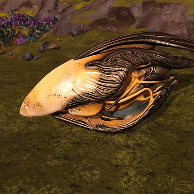 seed image