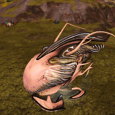seed image
