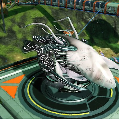 seed image
