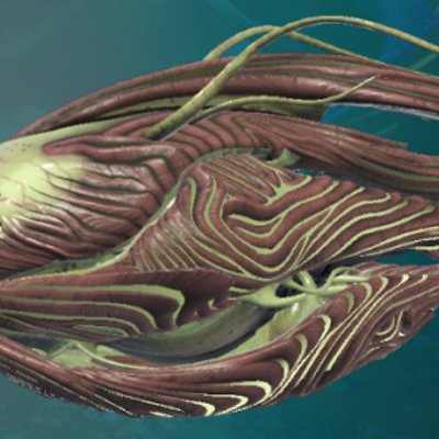 seed image