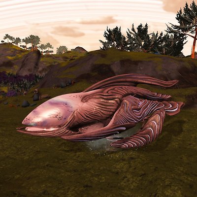 seed image