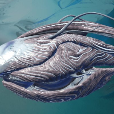 seed image