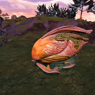 seed image