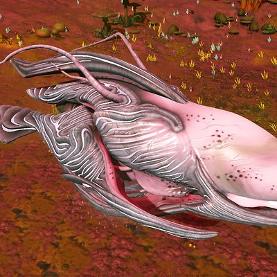 seed image