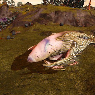 seed image