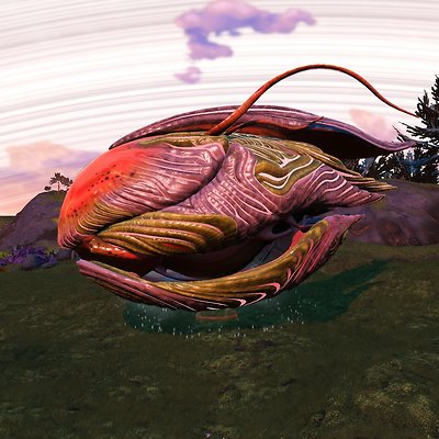 seed image