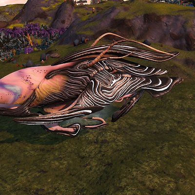 seed image