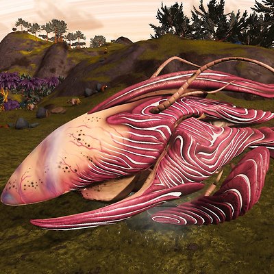 seed image