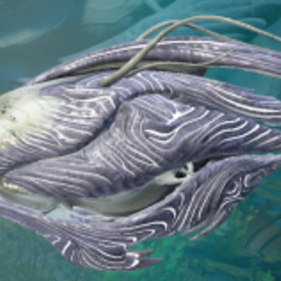 seed image