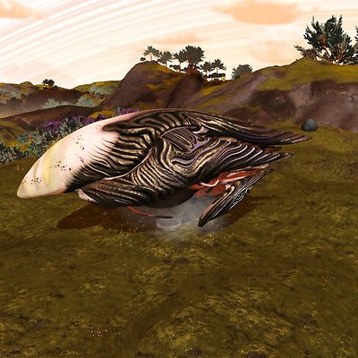seed image