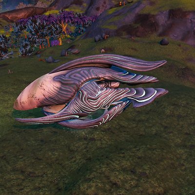 seed image